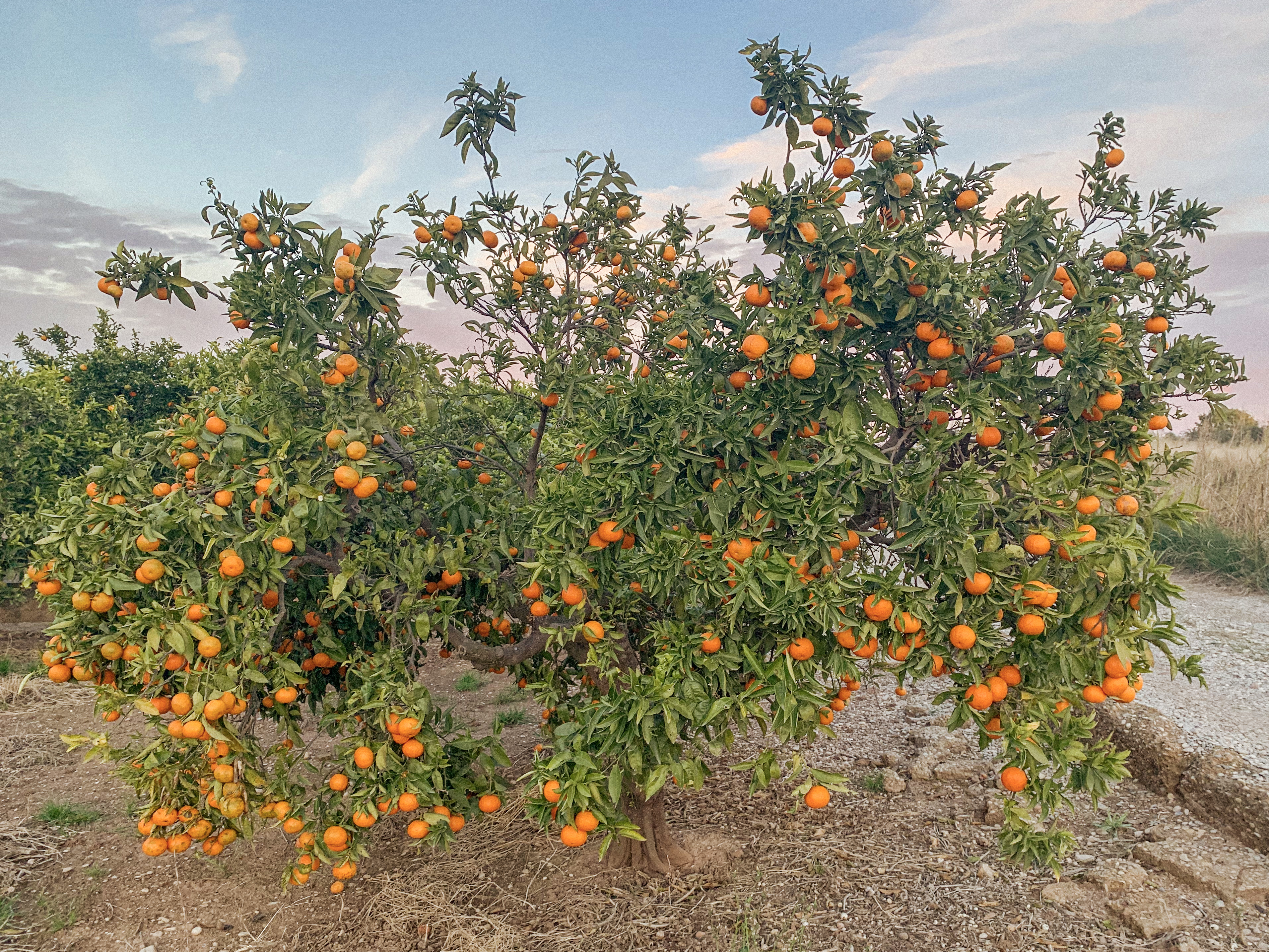El vivero